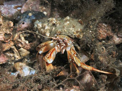 Bernhard's hermit crab (Pagurus bernhardus) - MarLIN - The Marine Life Information Network