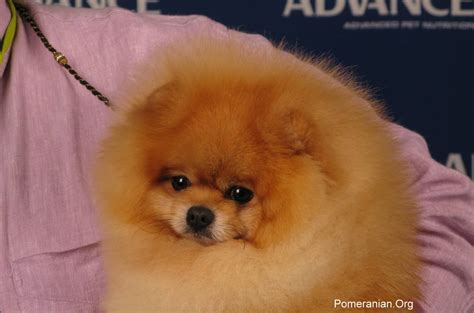 Pomeranian Bear Face