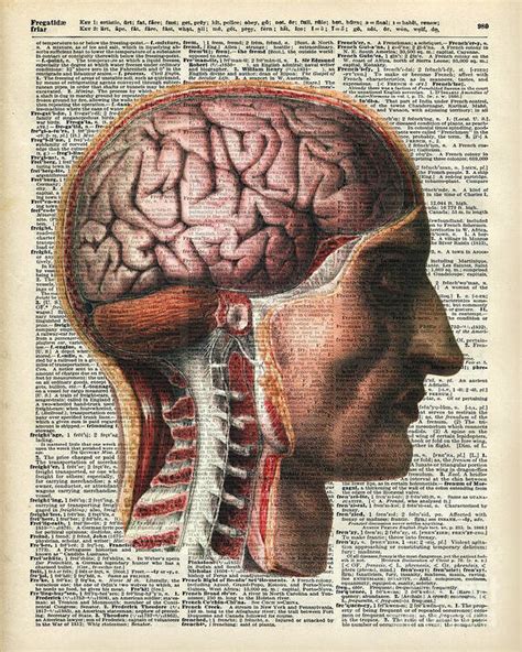 Vintage Human Brain Anatomy Art Print by Anna W - Pixels