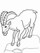 Boer Goat Coloring Pages At GetColoringscom  Free Printable Colorings sketch template