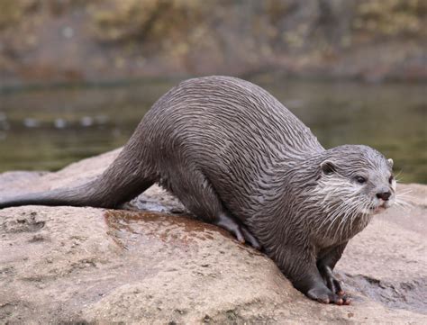 Animals, Otter facts, Otters