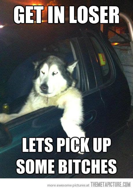 funny-dog-driving-car (With images) | Make me laugh, Funny dogs, Bones funny