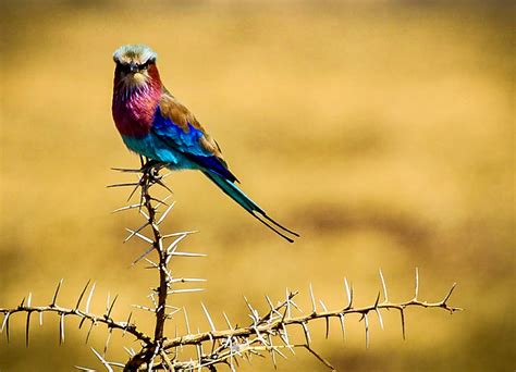 Free Images : nature, branch, wing, wildlife, beak, africa, fauna, birds, vertebrate, tanzania ...