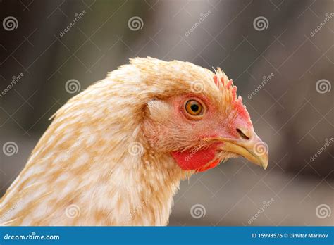 Hen stock photo. Image of head, feathered, farm, feathery - 15998576