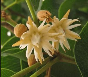 “Bakul/Maulsiri”, “बकुल/मौलसरी” Medicinal uses and Health Benefits, Dosage, Facts, Medicinal ...