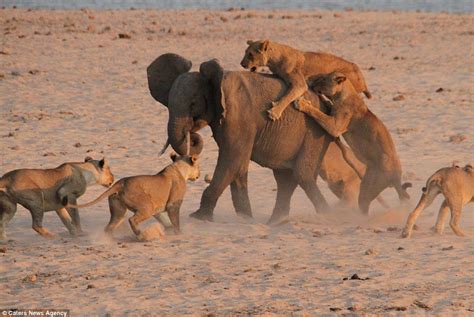 Ride along: The elephant tries to keep moving as the lionesses sink in their teeth and claws ...