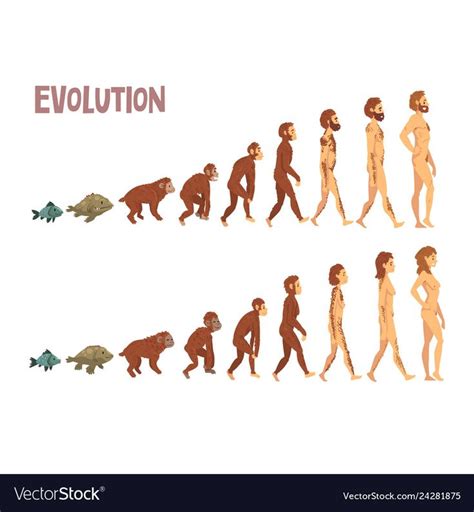 Biology Human Evolution Stages, Evolutionary Process of Man and Woman ...