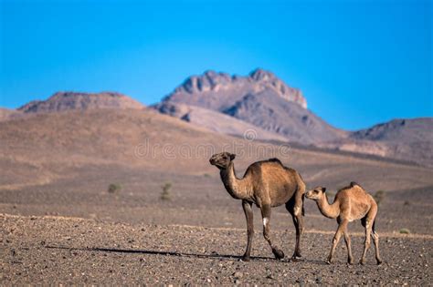 The Dromedary Camels Walking in the Sahara Desert in the Anti-Atlas Mountains in Morocco Stock ...