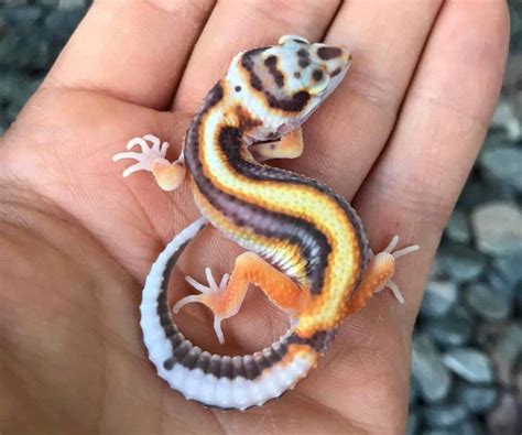 27 Most Popular Leopard Gecko Morphs (With Pictures 🦎)