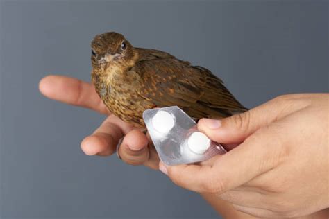 10+ Bird Rescue Near Me Stock Photos, Pictures & Royalty-Free Images - iStock