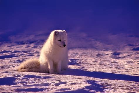 Noruega Fox Ártico - Foto gratis en Pixabay