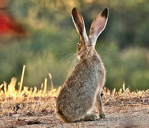 Chaparral Ecosystem | Plants, Animals & Food Web | Study.com