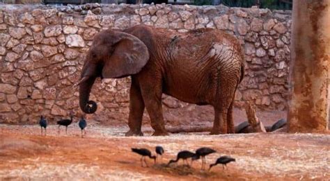 World Elephant Day 2021: Save the species before its too late - World News