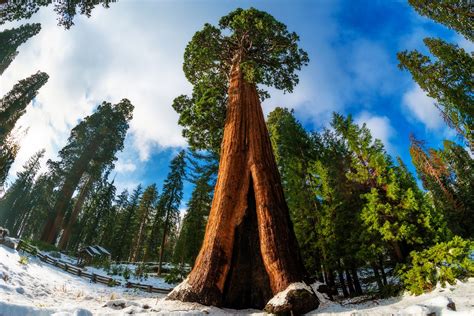 Sequoia Winter Wallpapers - Wallpaper Cave