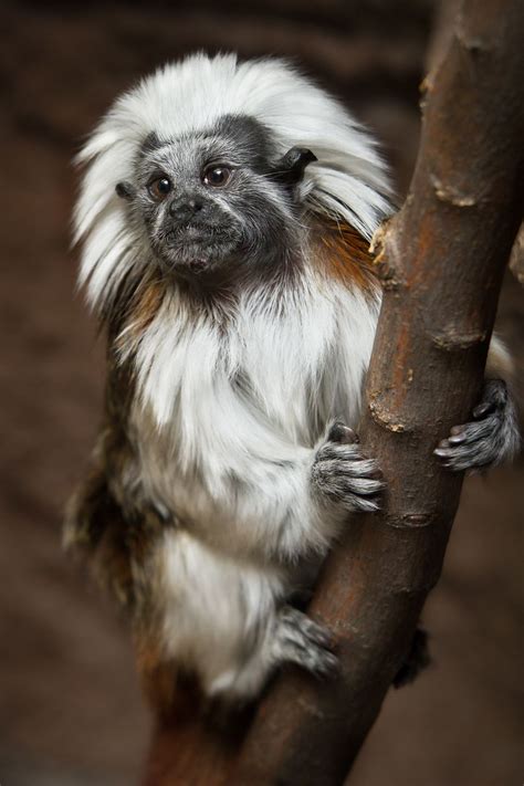 Cotton Top Tamarin | Animals beautiful, Rare animals, Unusual animals