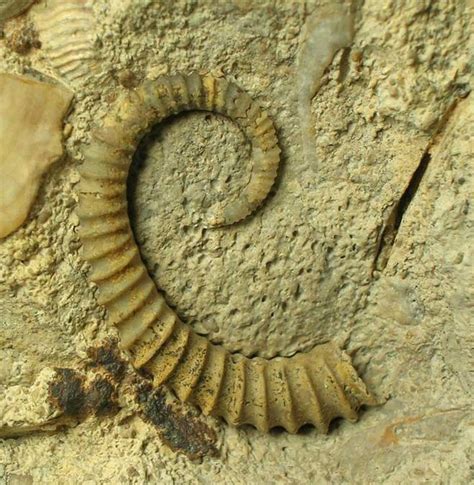 UK fossils including British ammonites - Fossils Direct