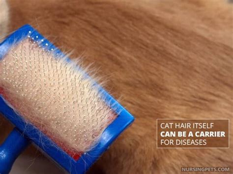 Are Cat Hairs Bad for You? - Nursing Pets