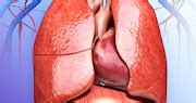 Respiratory System Anatomy