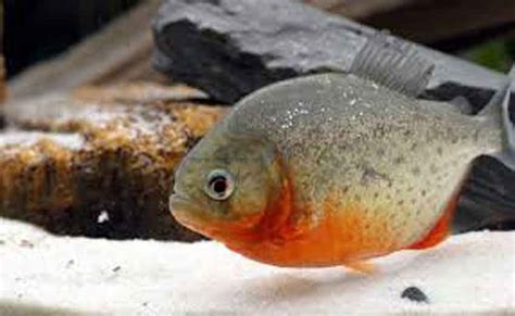 Pet Piranha Care: Do Piranhas Make Great Family Pets? - Piranha Guide