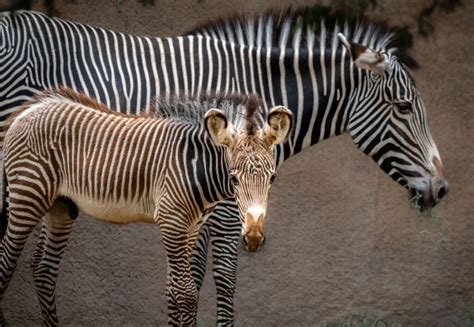 Grevy’s Zebra - Los Angeles Zoo and Botanical Gardens