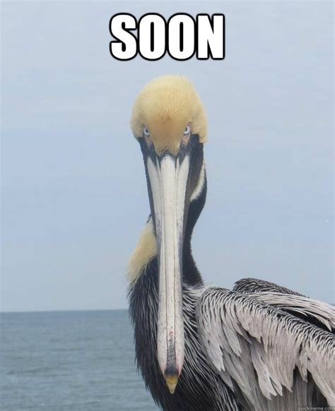 Foreboding Pelican memes | quickmeme