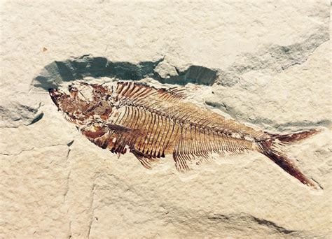 Petrified fish fossil 1309445 Stock Photo at Vecteezy