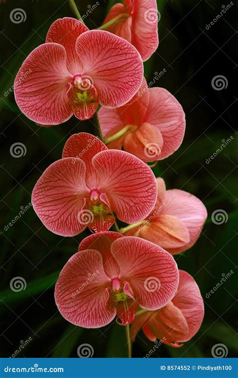 Pink Orchids stock photo. Image of garden, naturally, floral - 8574552