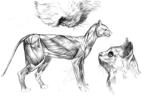 The cat's anatomy, muscles by ANDREYGORKOVENKO on DeviantArt