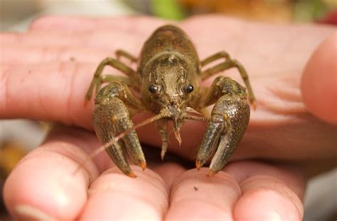 Rusty Crayfish (Crayfishes and Shrimp of the Green River, KY) · iNaturalist