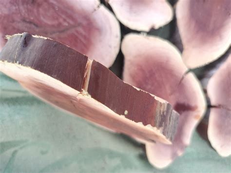 25pcs Manzanita slices burl ,slabs live edge wood crafts aquarium arts 123 epoxy | eBay