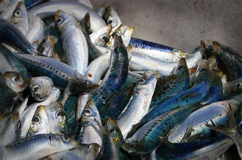 Pilchards recalled: If you've bought one of these tins, don't eat the fish