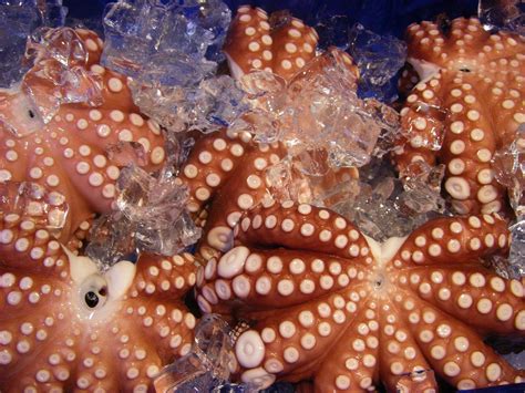 Free Images : pattern, food, fishing, seafood, market, frozen, japan, squid, cuisine, starfish ...