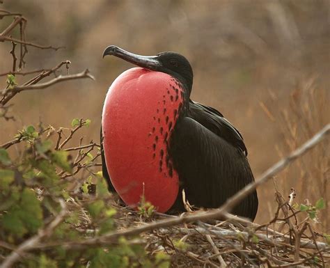 National bird of Antigua and Barbuda - Magnificent frigatebird | Symbol ...