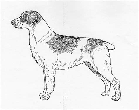 Breed Standards : Epagneul Breton | United Kennel Club (UKC)