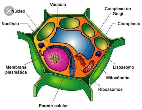 Esquema de célula vegetal ¡Fotos & Guía 2024!