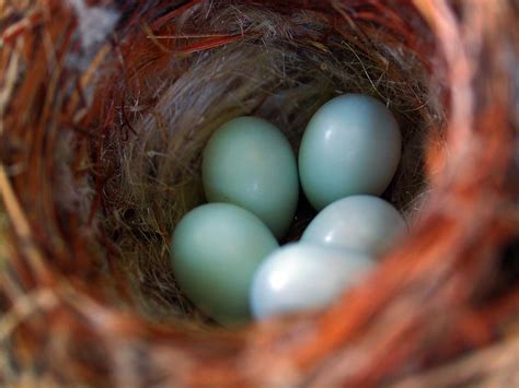 Blue Pearls | Goldfinch Eggs At The House Covington, Kentuck… | Flickr