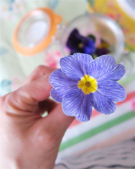 Blue Zebra Primrose — a perfect edible flower! Edible Flowers, Real ...