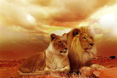 lion, lioness, white, sky, sunset, africa, animals, lions | Piqsels