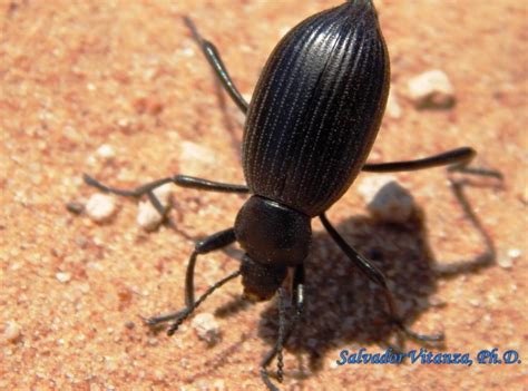 Coleoptera-Tenebrionidae-Eleodes-Desert Stink Beetles (A) - Urban Programs - El Paso County