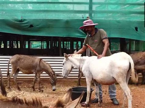 Donkey Milk: This man quit his IT job to start a donkey milk farm, receives order worth Rs 17 ...