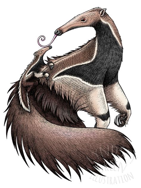 Giant Anteaters - Lyndsey Green Illustration