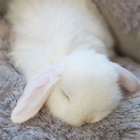 Pin on Cute Pet Rabbits