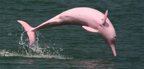 Super Rare Pink Dolphin Comes Out Of Hiding After 8 Years