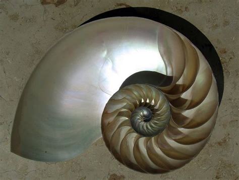 What's special about the shape of a Nautilus shell? Find out. | Human ...