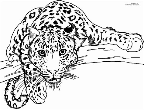 Jaguar Outline Drawing at GetDrawings | Free download