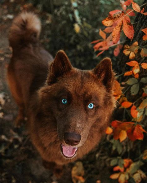 All Brown husky - The Husky Post