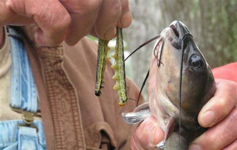 Louisiana Sportsman