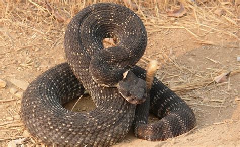 Charrue pot à quelle fréquence autre nom du serpent a sonnette diplômé ...