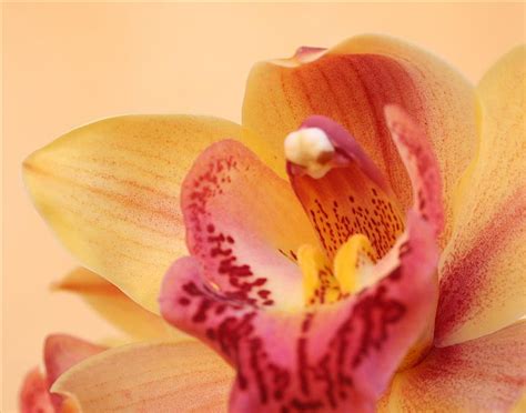 Orchid, nice, big, flower, yellow, petals, pink, HD wallpaper | Peakpx