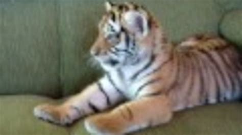 This Teeny Tiger Is the Real Life Tigger